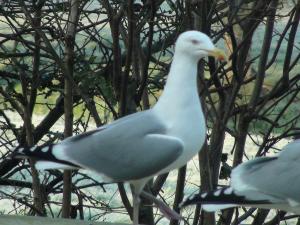 Herring Gull